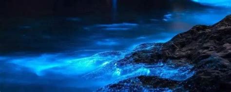 荧光海是怎么形成的，原理／奇妙魅力／保护重要性